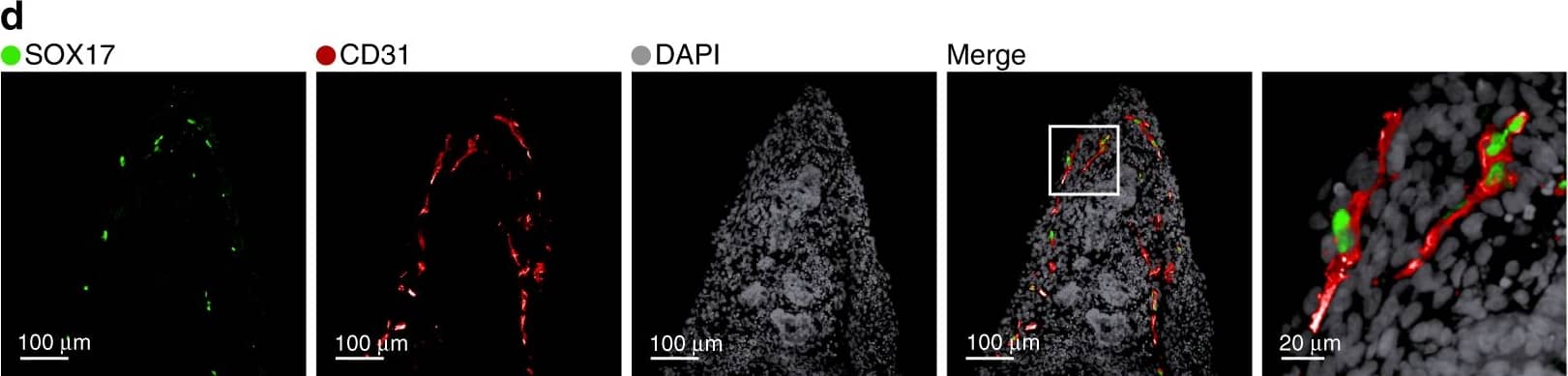 Detection of Human SOX17 by Immunocytochemistry/Immunofluorescence.