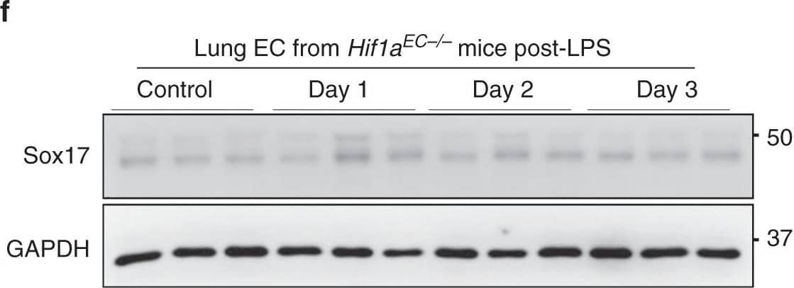 Detection of Mouse SOX17 by Western Blot
