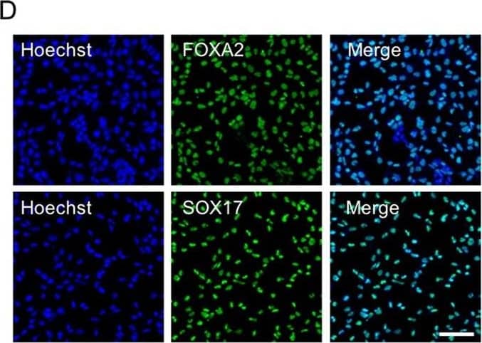 Detection of Human SOX17 by Immunocytochemistry/Immunofluorescence