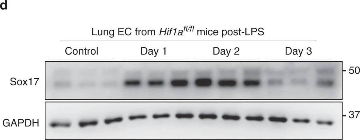 Detection of Mouse SOX17 by Western Blot