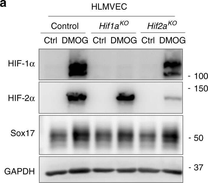 Detection of Mouse SOX17 by Western Blot