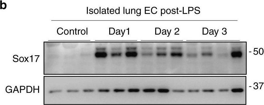 Detection of Mouse SOX17 by Western Blot
