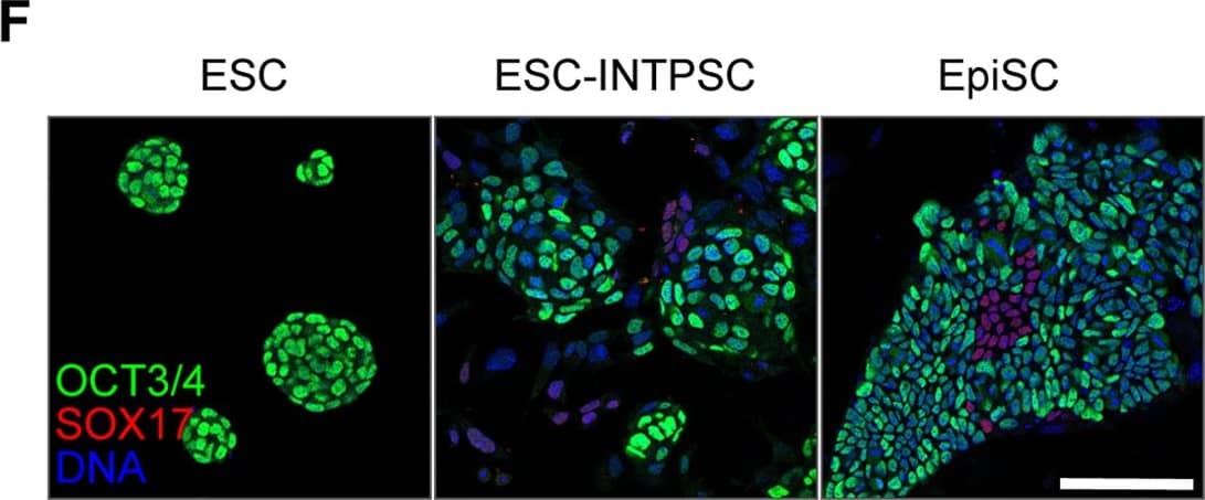 Detection of Mouse SOX17 by Immunocytochemistry/Immunofluorescence
