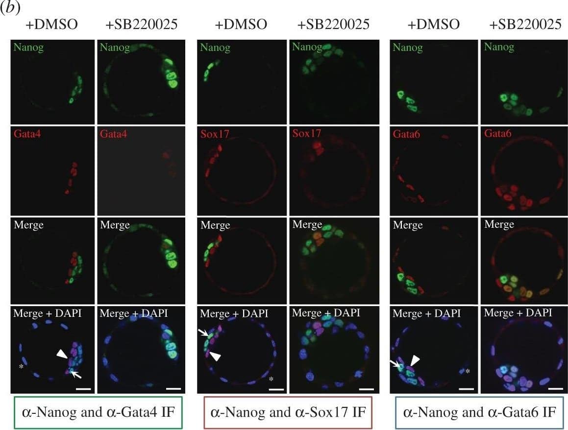 Detection of Mouse SOX17 by Immunocytochemistry/Immunofluorescence