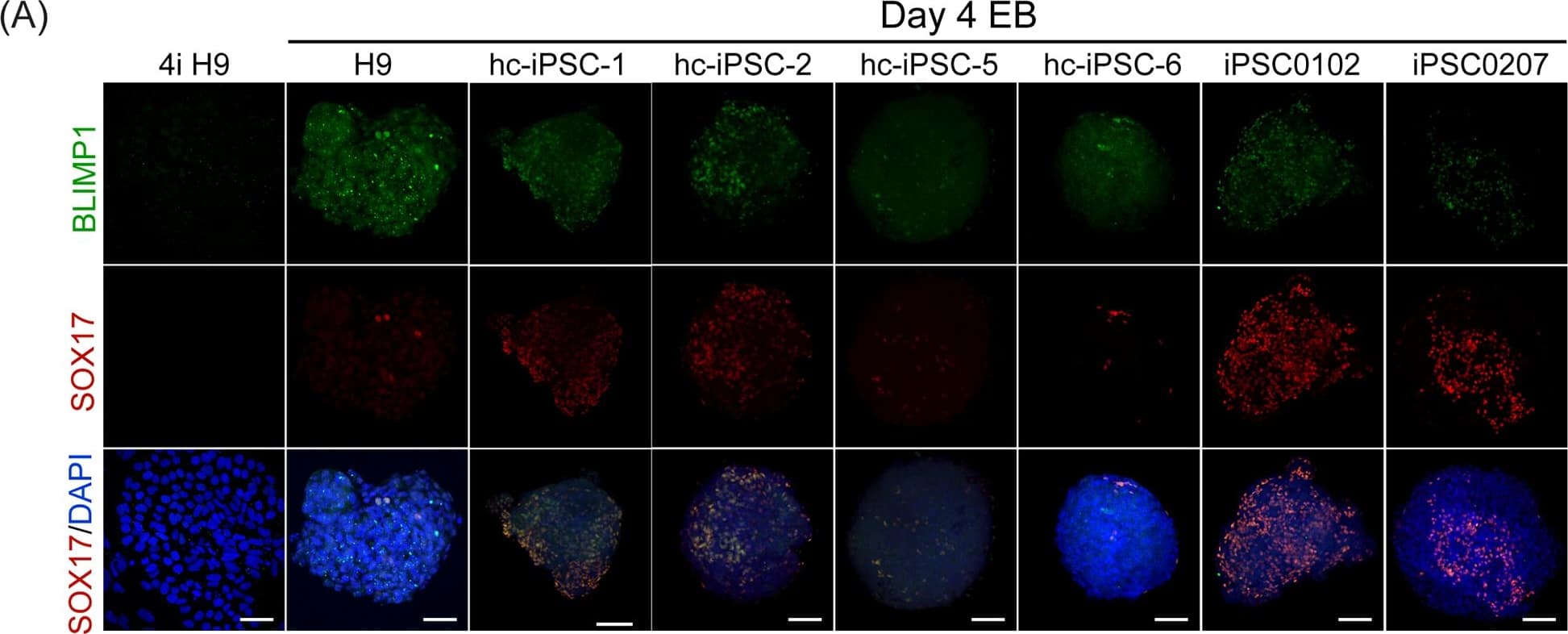 Detection of Human SOX17 by Immunocytochemistry/Immunofluorescence