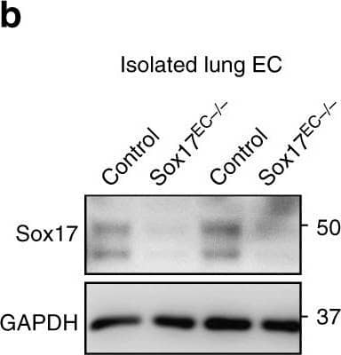 Detection of Mouse SOX17 by Western Blot