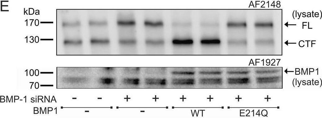 Detection of BMP-1/PCP by Western Blot