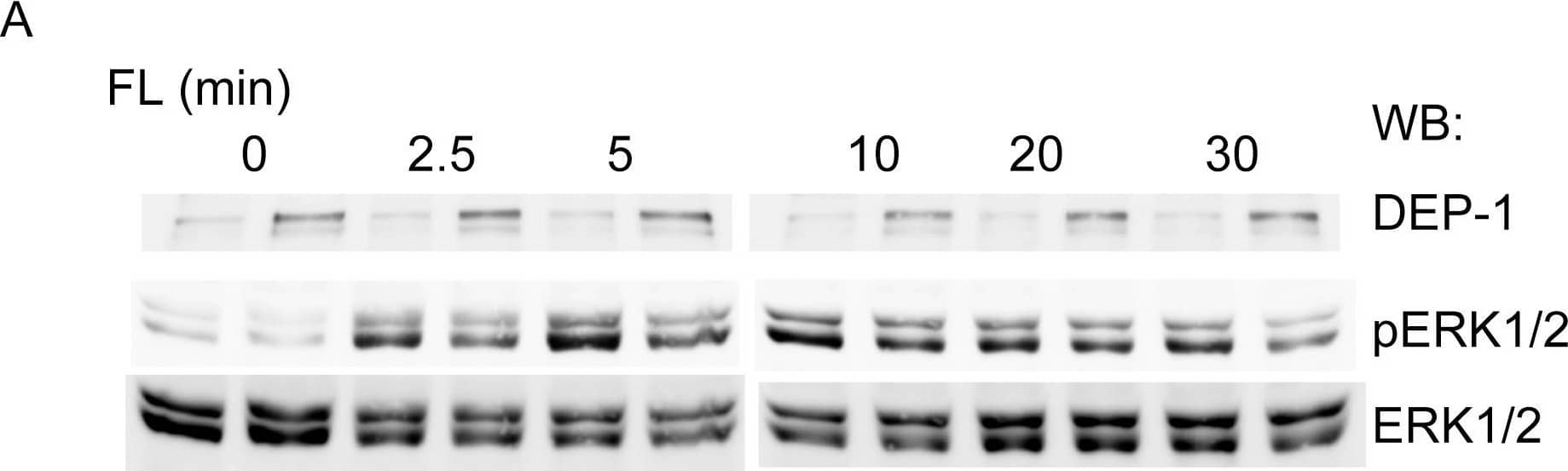 Detection of DEP-1/CD148 by Western Blot