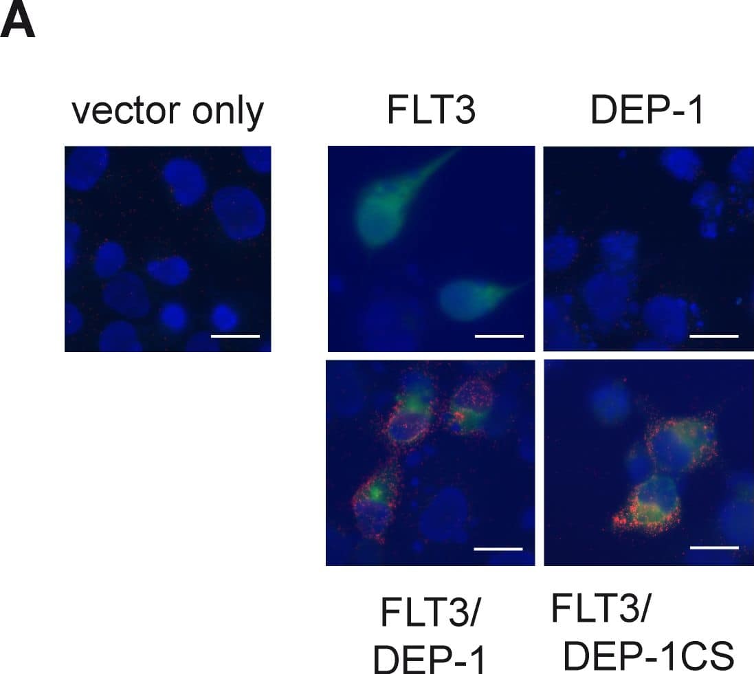 Detection of Monkey DEP-1/CD148 by Immunocytochemistry/Immunofluorescence