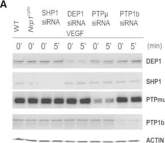 Detection of DEP-1/CD148 by Western Blot