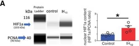 Detection of Mouse HIF-1 alpha by Simple Western