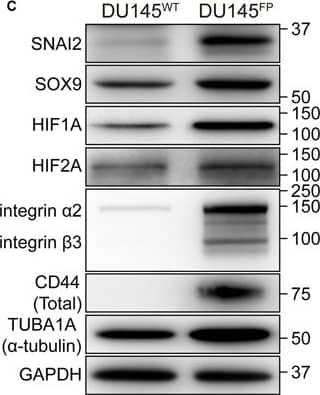 Detection of Human HIF-1 alpha by Western Blot