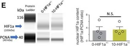 Detection of Mouse HIF-1 alpha by Simple Western