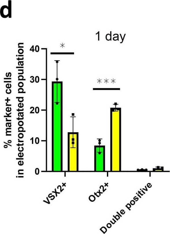 Detection of Chicken Otx2 by Immunohistochemistry
