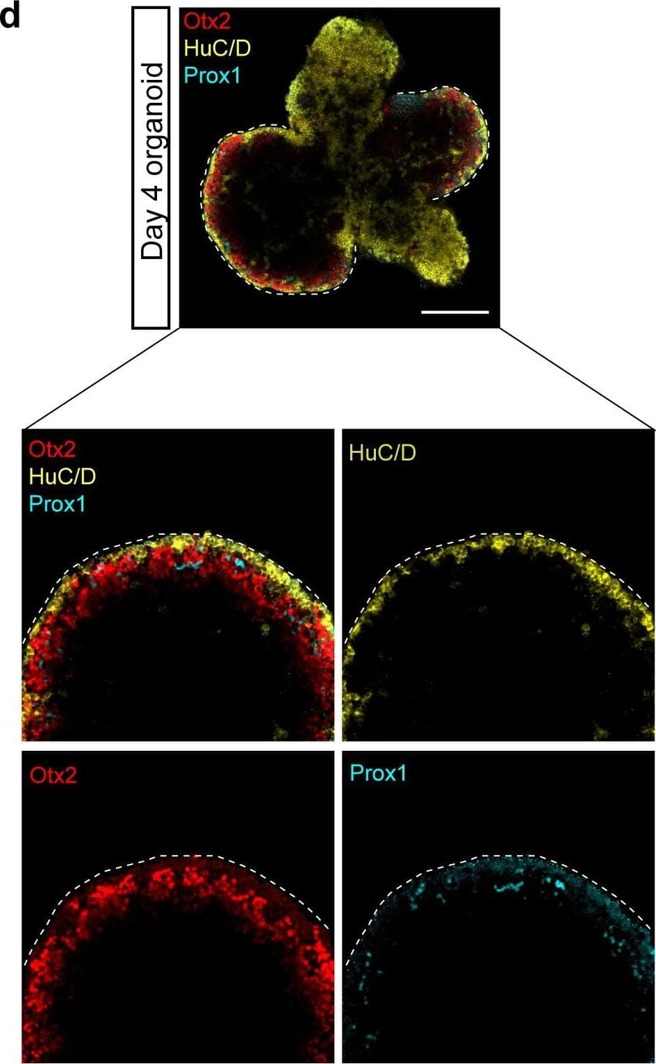Detection of Zebrafish Otx2 by Immunohistochemistry