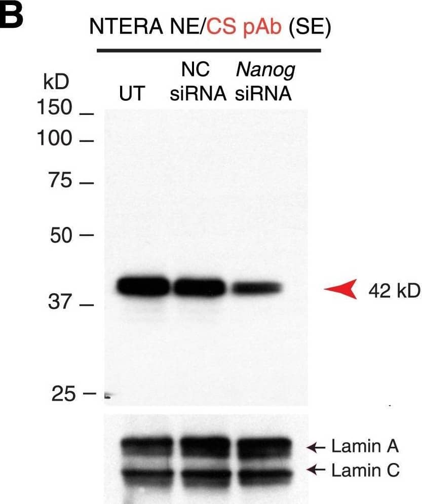 Detection of Human Nanog by Western Blot