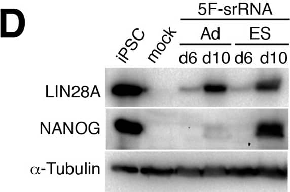 Detection of Human Nanog by Western Blot