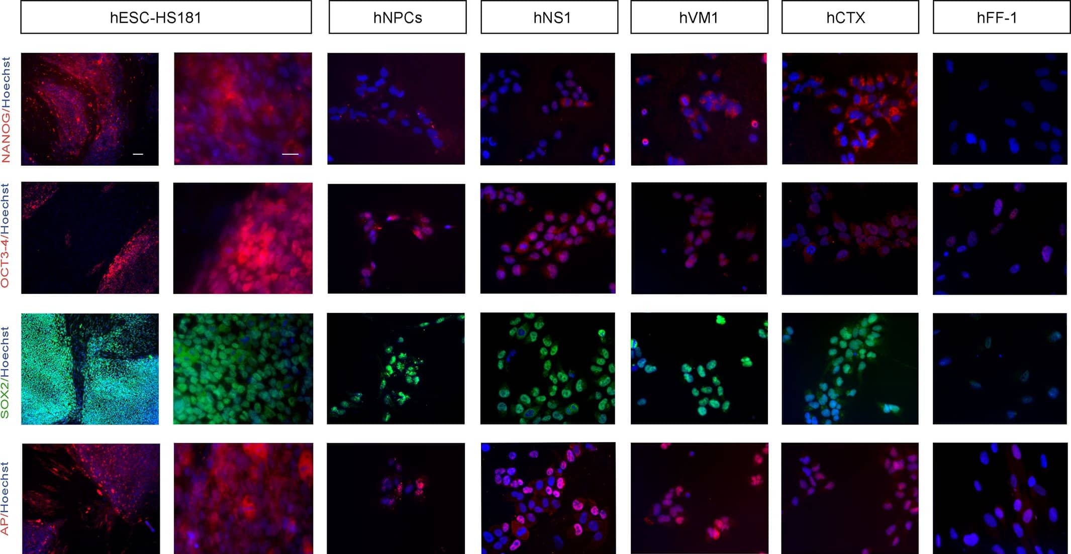 Detection of Human Nanog by Immunocytochemistry/Immunofluorescence