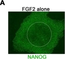 Detection of Human Nanog by Immunocytochemistry/Immunofluorescence