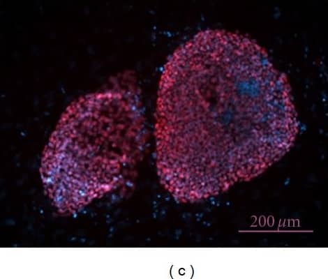 Detection of Human Nanog by Immunocytochemistry/Immunofluorescence