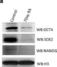 Detection of Human Nanog by Western Blot