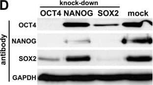 Detection of Human Nanog by Western Blot