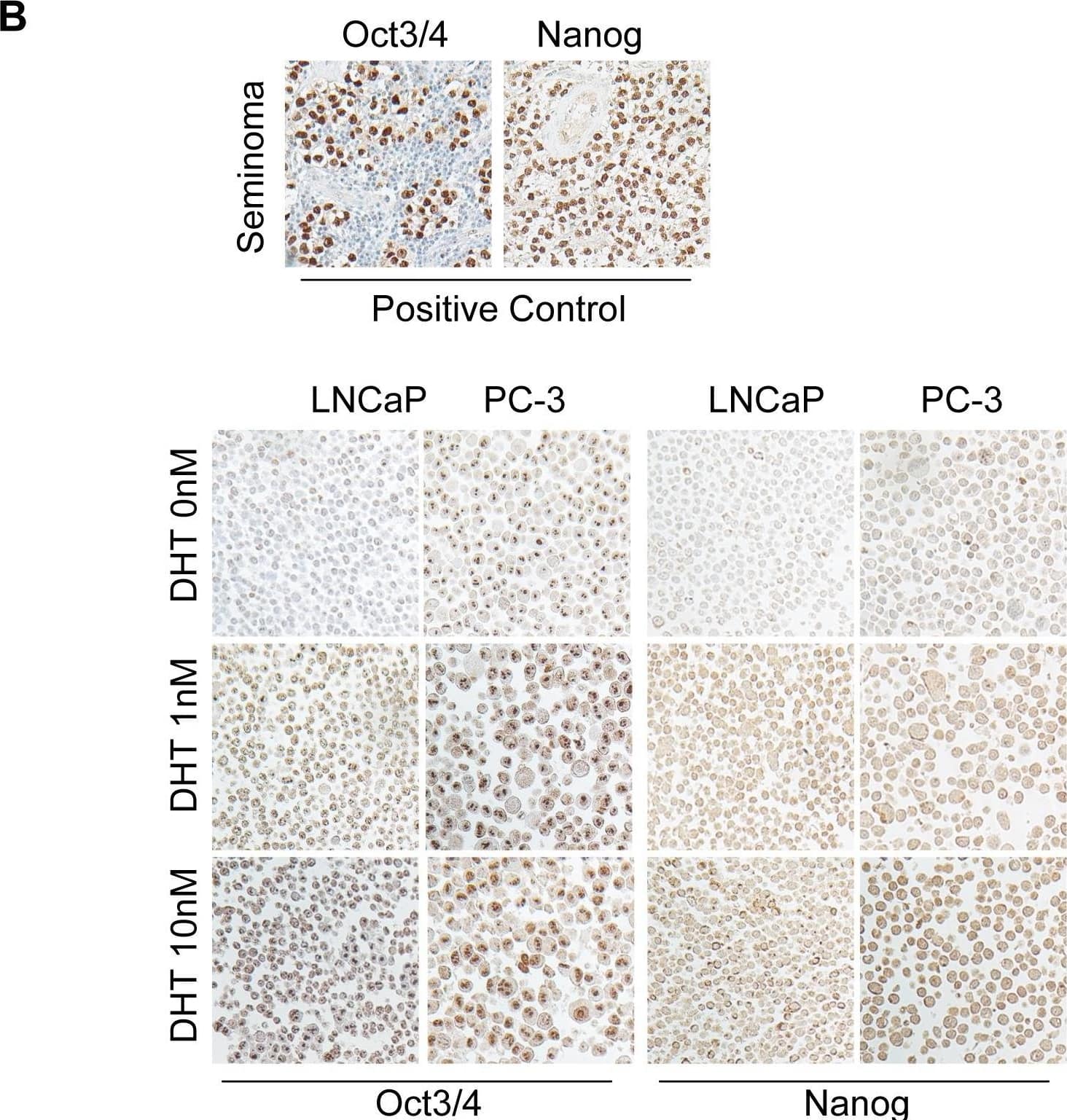 Detection of Nanog by Immunohistochemistry