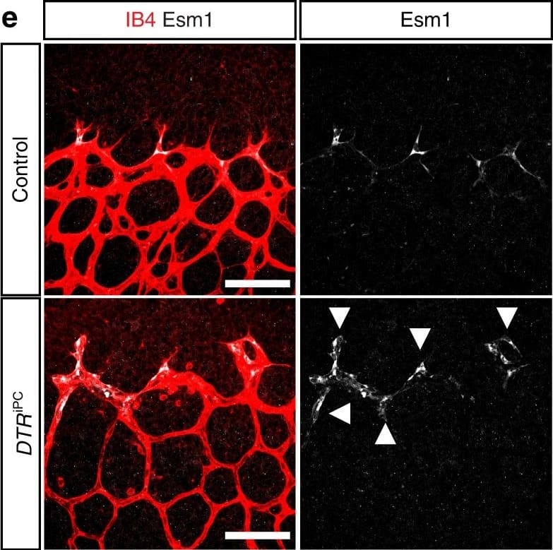 Detection of Mouse Endocan/ESM-1 by Immunocytochemistry/Immunofluorescence