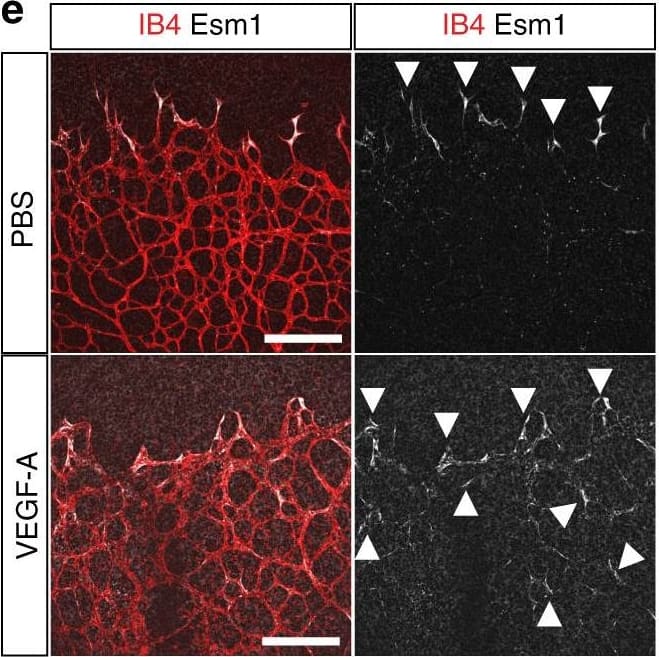 Detection of Mouse Endocan/ESM-1 by Immunocytochemistry/Immunofluorescence