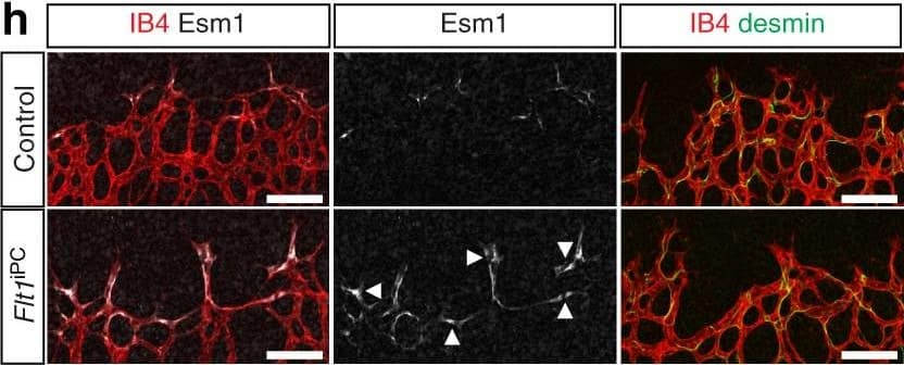 Detection of Mouse Endocan/ESM-1 by Immunocytochemistry/Immunofluorescence