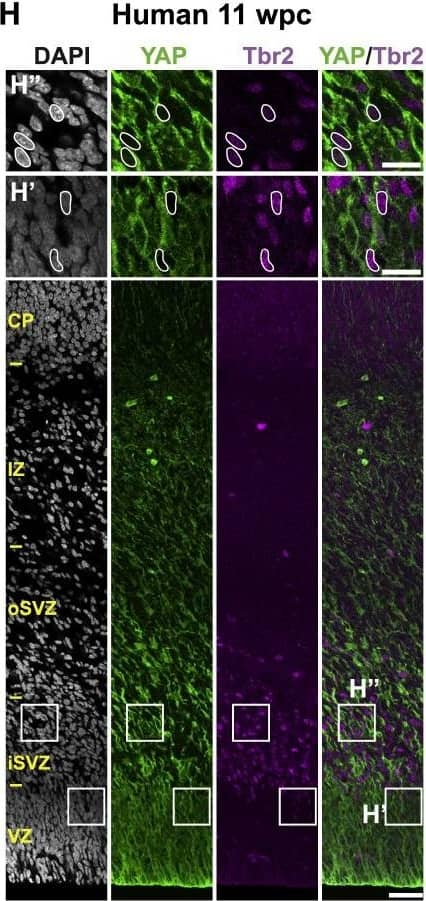Detection of Human Human/Mouse/Rat SOX2 Antibody by Immunocytochemistry/ Immunofluorescence
