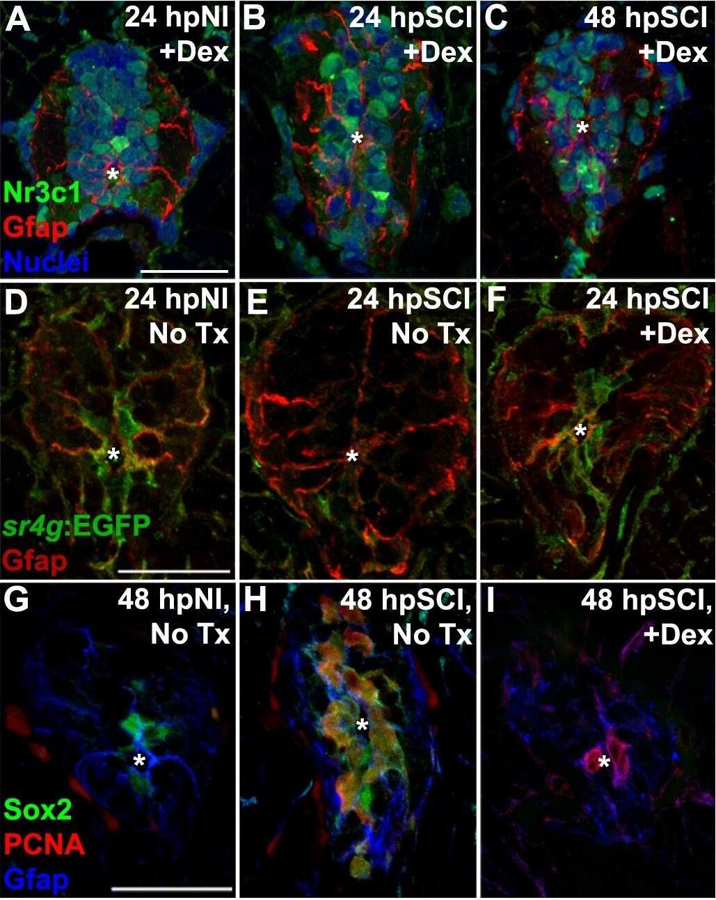 Detection of Zebrafish SOX2 by Immunohistochemistry