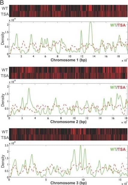Detection of Mouse SOX2 by Chromatin Immunoprecipitation