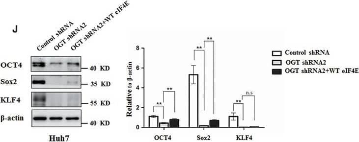 Detection of Human SOX2 by Western Blot