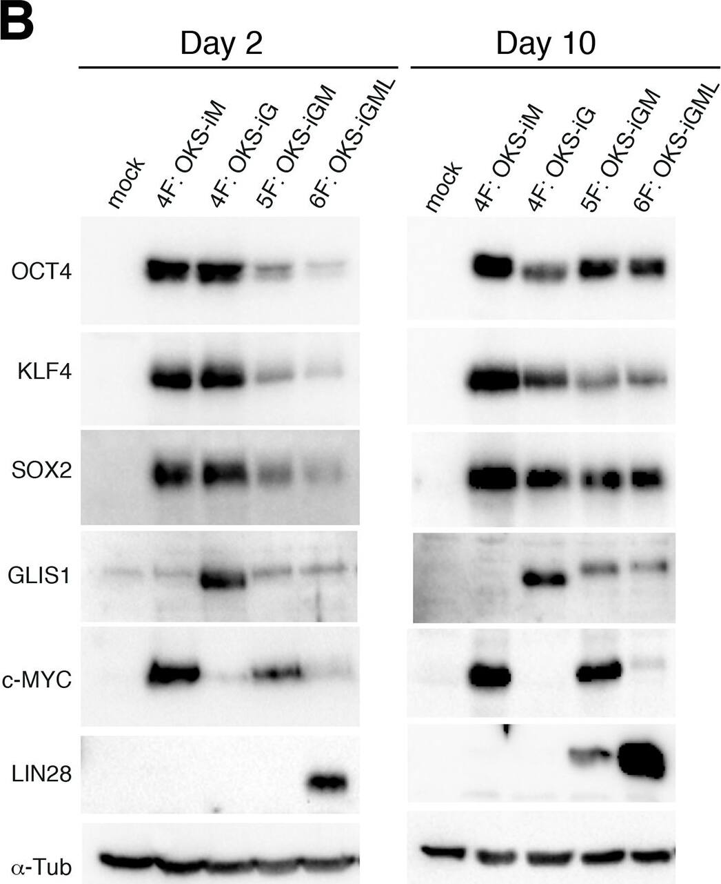 Detection of Human SOX2 by Western Blot