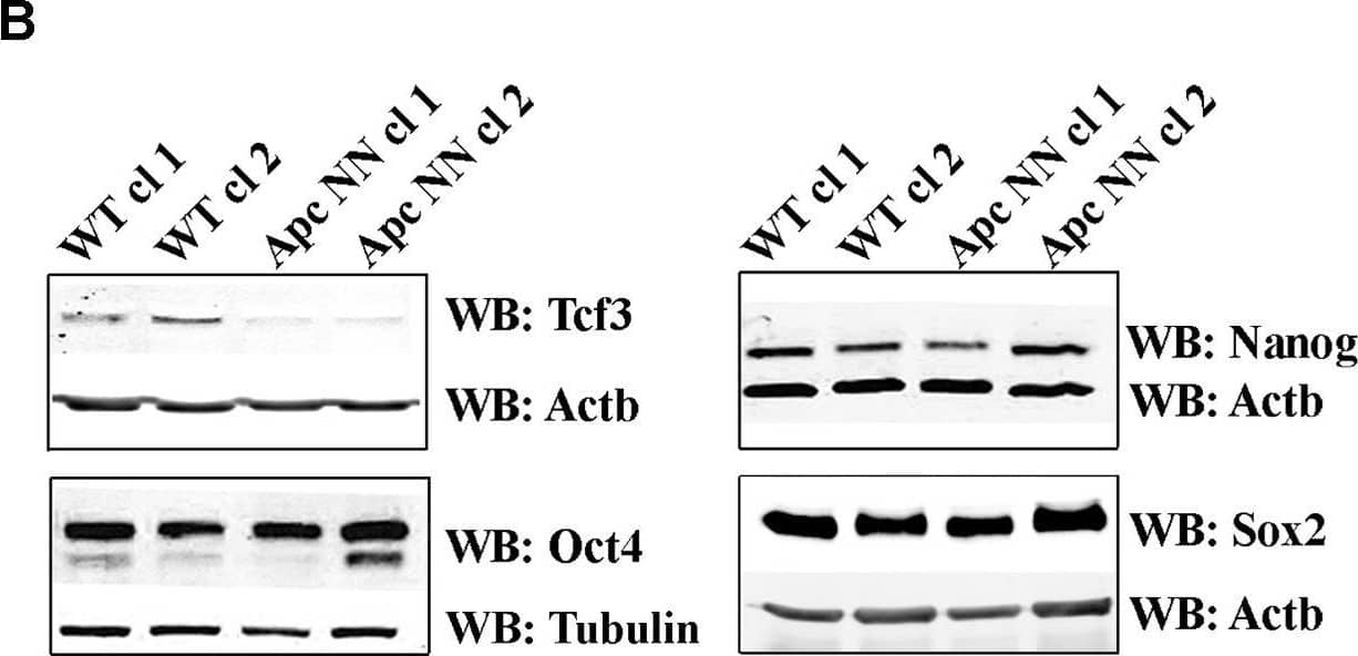 Detection of Mouse SOX2 by Western Blot