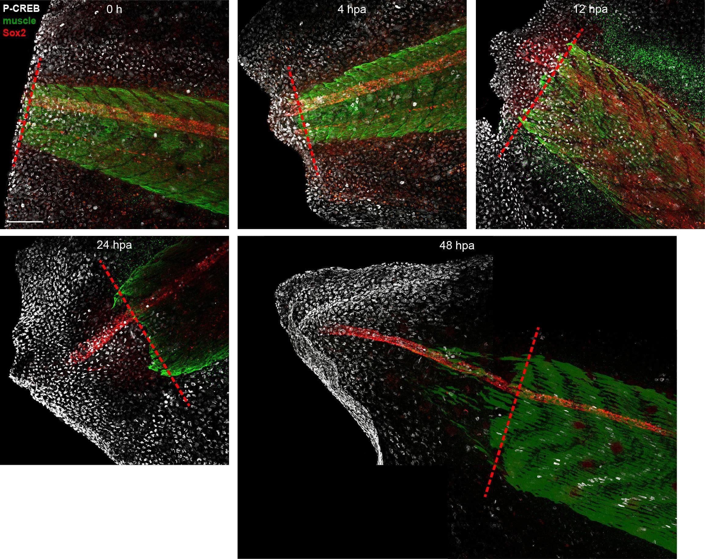 Detection of Xenopus SOX2 by Immunohistochemistry Whole-Mount