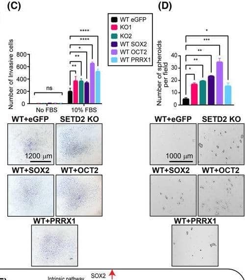 Detection of SOX2 by Flow Cytometry