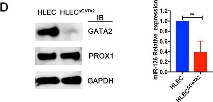 Detection of Mouse GATA-2 by Western Blot
