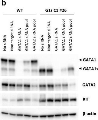 Detection of Human GATA-2 by Western Blot