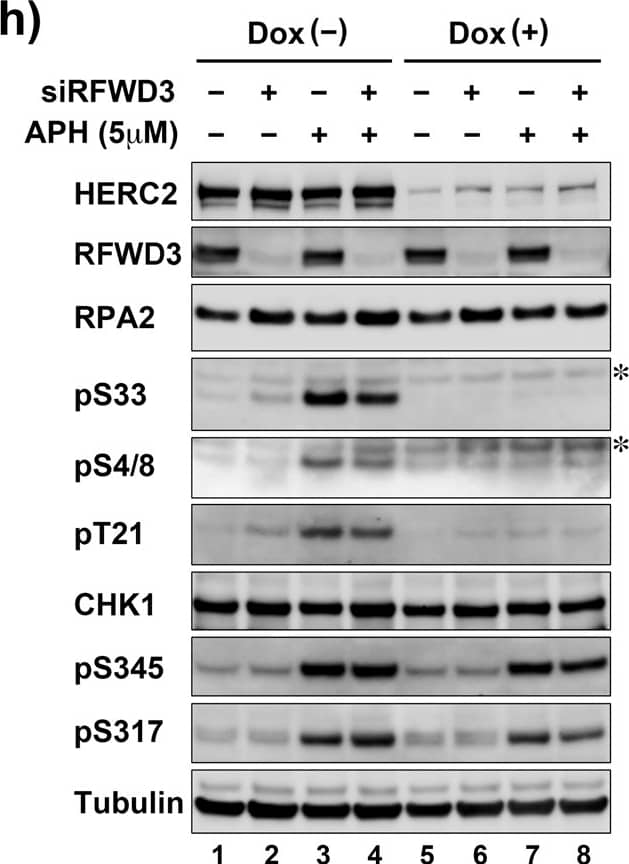 Detection of Phospho-Chk1 (S317) by Western Blot