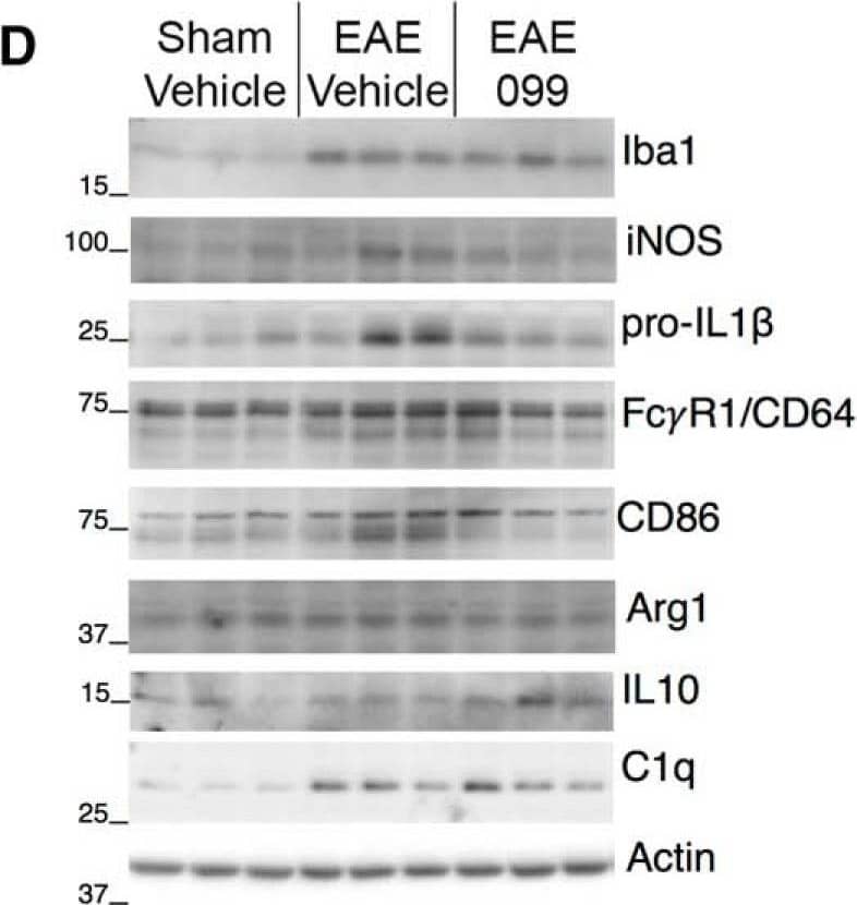 Detection of Mouse Fc gamma RI/CD64 by Western Blot