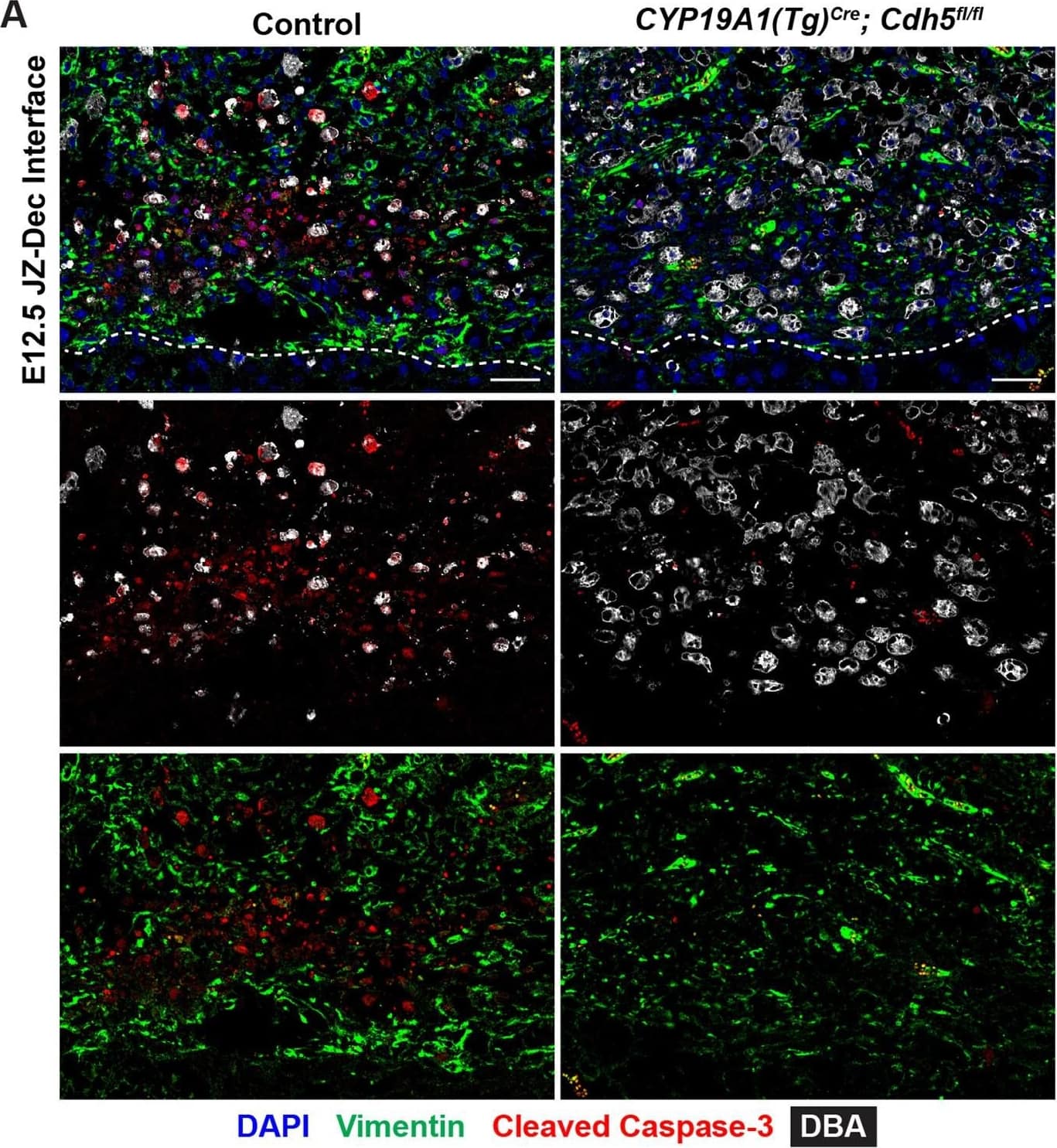 Detection of Mouse Vimentin by Immunohistochemistry