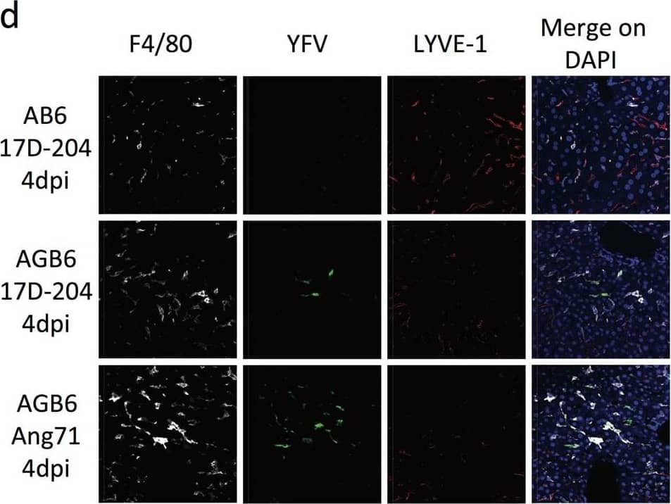 Detection of Mouse LYVE-1 by Immunocytochemistry/Immunofluorescence
