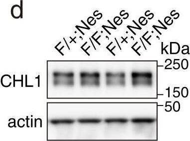 Detection of Mouse Mouse CHL-1/L1CAM-2 Antibody by Western Blot