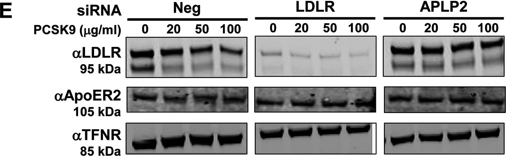 Detection of Human LDLR by Knockdown Validated