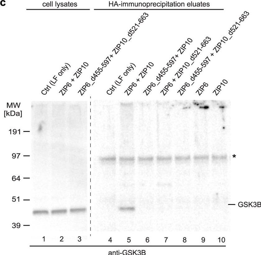 Detection of Mouse GSK-3 alpha/beta by Western Blot