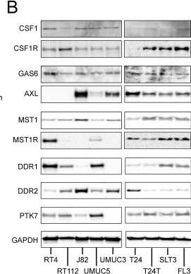 Detection of M-CSF by Western Blot