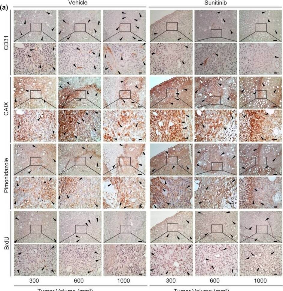Detection of Carbonic Anhydrase IX/CA9 by Immunohistochemistry