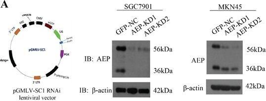 Detection of Mouse Legumain/Asparaginyl Endopeptidase by Western Blot